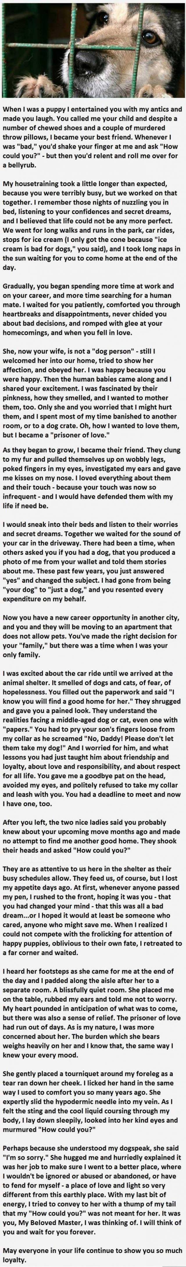 A Message From The Dog You Abandoned. This Is Heartbreaking.