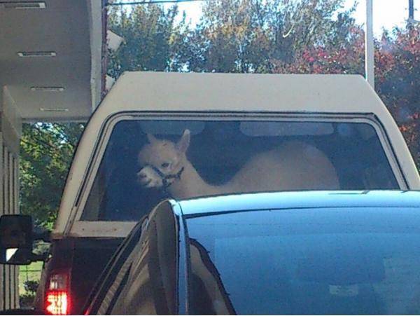 In line at the McDonald’s drive-thru.