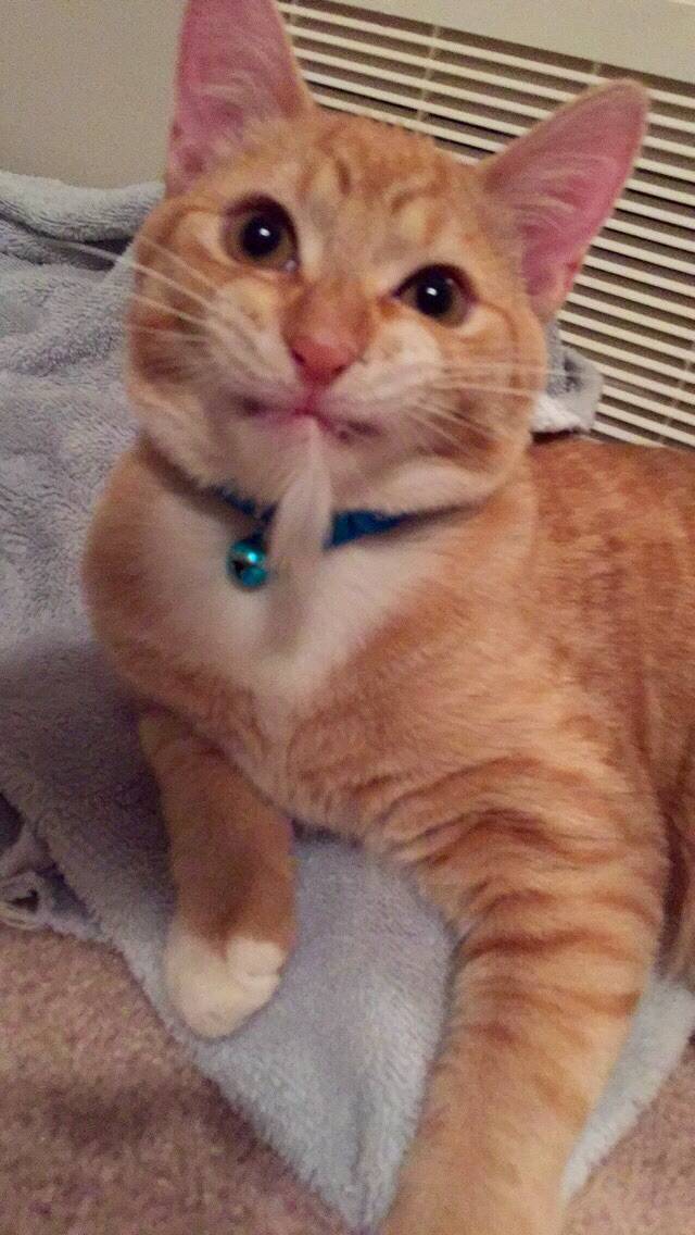 My boyfriend's cat screwing around
