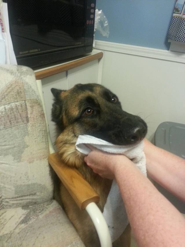 This is Axle. He wasn't allowed to lick medicine off of his nose.