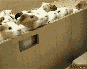 When you let em all out