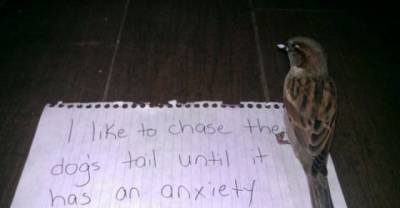 Birds And Their Moments Of Public Shame