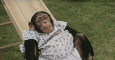 Animals Do What They Want, They Just Don't Give A Damn