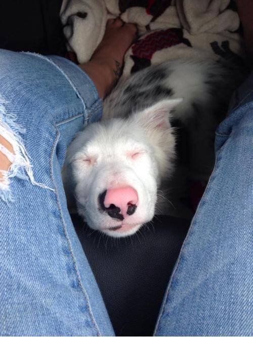 My deaf dog Pinkman has to touch you while she sleeps.