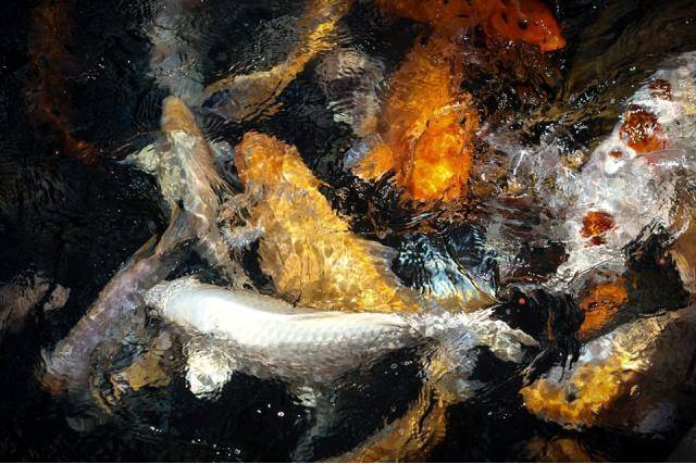 I took a picture of some Koi which turned out more like a painting