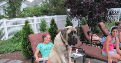 Gigantic Dogs Acting Like Puppies