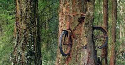 Nature Is Truly Limitless