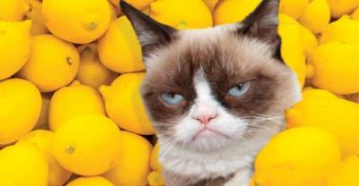 Grumpy Cat's Guide to Life
