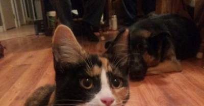 31 Cat Reactions For Everyday Situations