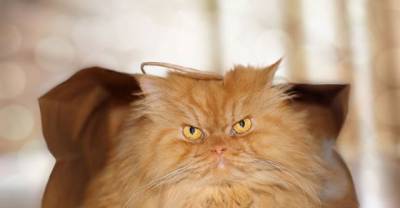 Garfi Is The Fluffy Persian Cat With The Angriest Face You've Ever Seen
