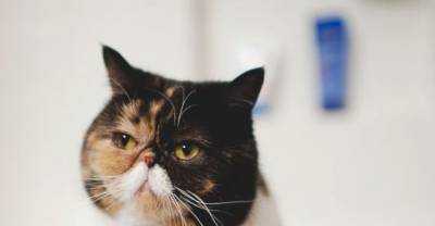 Pudge the Exotic Shorthair Cat.