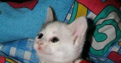Cute Cats Wearing Sweaters