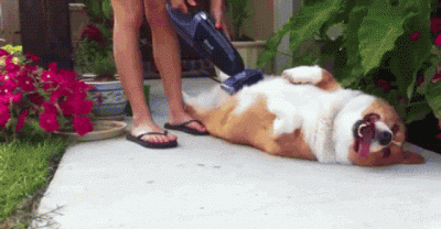 Animals Getting Vacuumed Who Are In A State Of Bliss