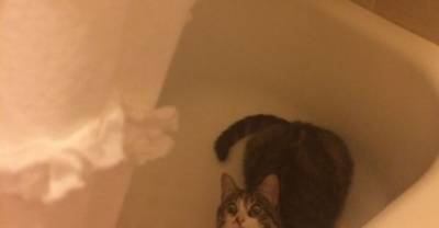 Cats caught in the act