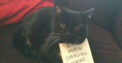 The Naughtiest Cats In The World
