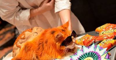 Pet Groomers Gone Wild