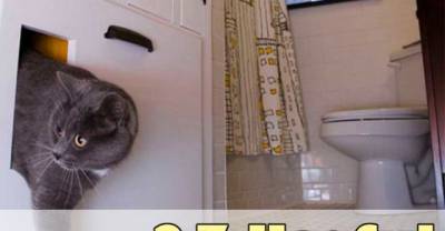 Useful DIY Solutions For Hiding The Litter Box