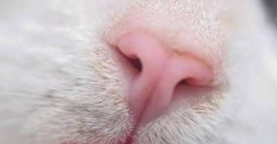 Cute Funny Cats Making Raspberries