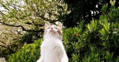 Cats Who Haven't Heard About Gravity. #4 made me lol..