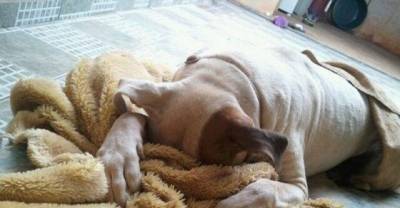 When pets play hide and seek, they look really adorable! #10 is my favorite