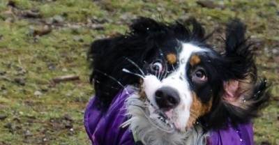 Dogs Who Forgot How To Dog