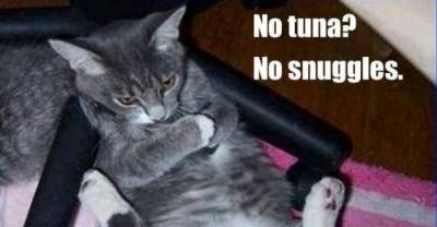 Just Give Me My Tuna and Leave.
