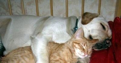 Dogs Who Are Really Cat People