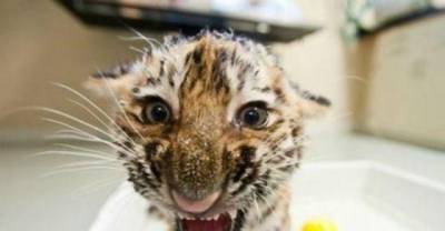 Cute animals trying their hardest to look tough
