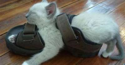 Cats Found Sleeping In Strange Places
