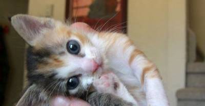 Cute Fuzzy Calico Cats