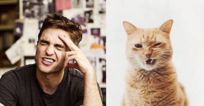 Cats Who Look Like Pinups, Beefcake Edition