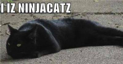 Ninja Cats - Once You See Them It's Too Late