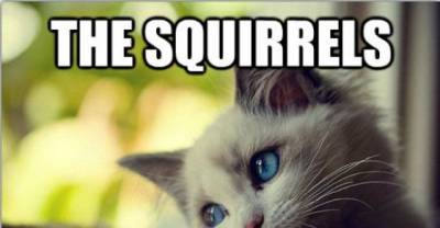 First World Cat Problems