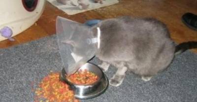 Epic Cat Fails