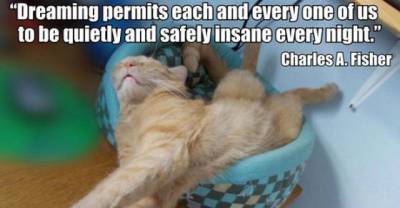 Cats Who Have Mastered The Art Of Sleep-Fu