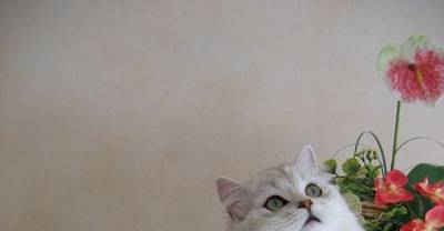 The 26 Most Beautiful and Prolific Cat Breeds in the World