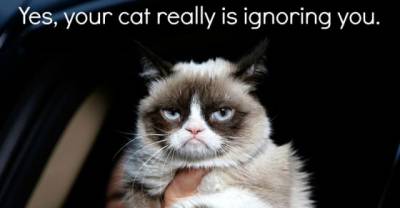 You are no one till you've been ignored by a cat