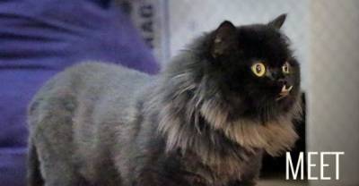 Forget about Grumpy Cat, meet Princess Monster Truck, the ugliest cat in town.