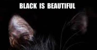 Black Cats Aren't Evil, Just Misunderstood Ninjas