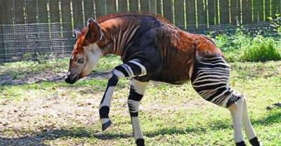 These Creatures Will Give You A Nightmare