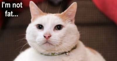 Cats don't get fat, they get fluffy