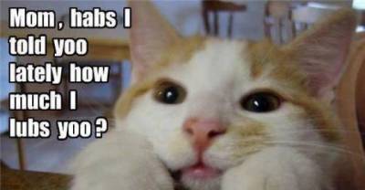 Cats Love Bacon Almost As Much As We Do