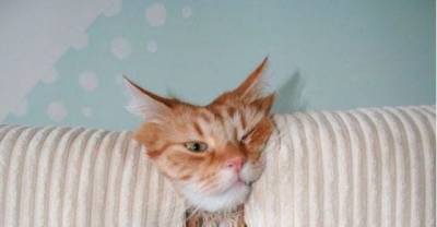 Cats And Dogs Losing The Battle Against Human Furniture