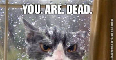 Cats & Rain, generally not a good mix