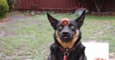30 Pictures Taken At The Right Moment