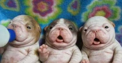 Cute Animals That Will Make You Go 'Awwwww'