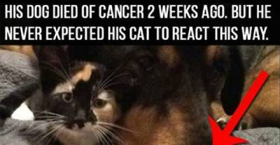His Dog Died Of Cancer 2 Weeks Ago. The House Cat&rsquo;s Reaction Was Heartbreaking.