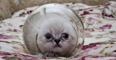 Cute Cats and Kittens in a Jar!