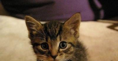 Signs You Might Be Really Obsessed With Your Cat