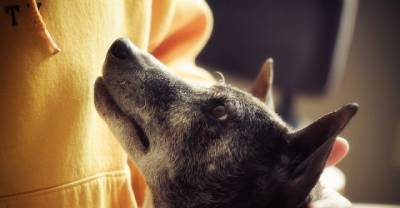 10 Reasons To Love Senior Dogs